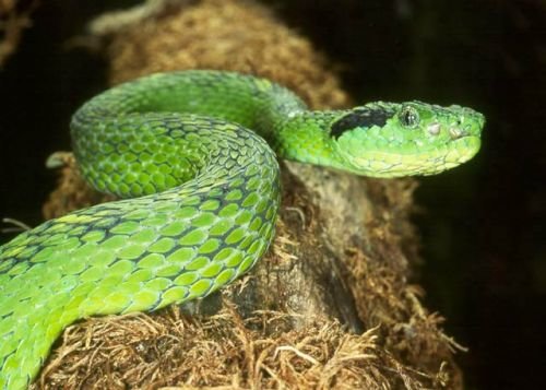 Atheris