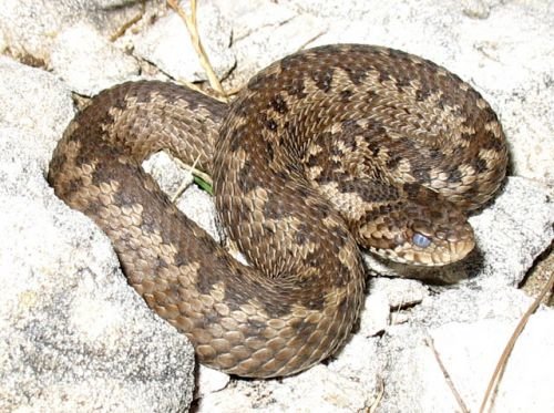 Vipera_ursinii